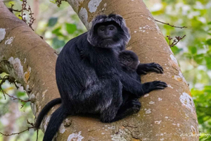 Tetebatu: Guided Hiking Tour with Waterfall & Monkey Forest
