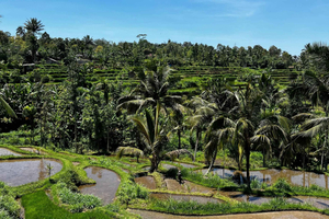 Tetebatu: Guided Village Cycling Tour with Lunch