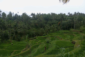 Tetebatu Walking Tour: Ricefield, Waterfall, Monkey forest.