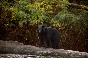 Tofino: Rondvaart om beren te spotten met natuurgids
