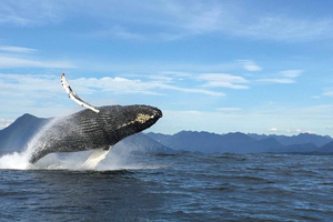 トフィーノ：自然ガイド付きクジラウォッチングツアー