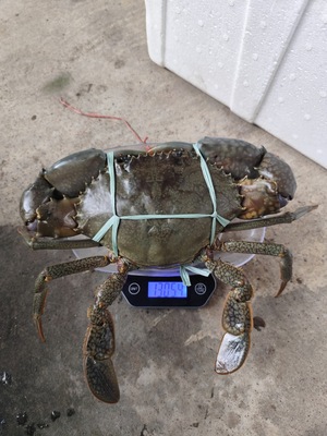 Lombok Crabs Supply | Supplier Kepiting Bakau Lombok