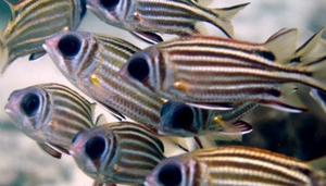 Oceans 5 Dive