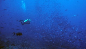 Reef Seekers Dive Centre