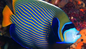 Vila Ombak Diving Academy