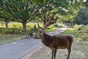 Londra: avventura panoramica in e-bike da Battersea al Richmond Park