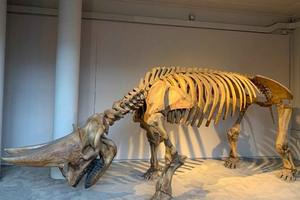 Londra: tour del Museo di Storia Naturale per famiglie