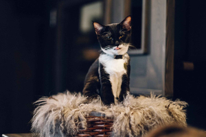 Java Whiskers Cat Café Eintrittskarte