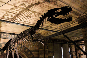Natural History Museum London Guided Tour Semi-Private 8ppl