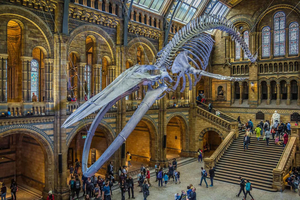 Natural Museum Adventure: Gems, Volcanoes, Dinosaurs