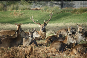 Londra: Tour in bicicletta del Royal Deer Park