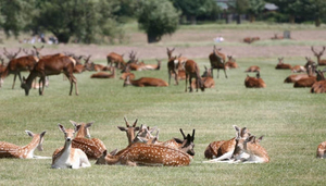 Richmond Park