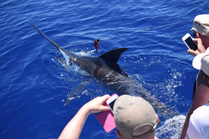 Big Game Fishing with Captain José Serrão
