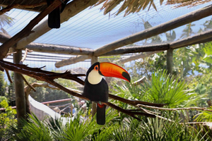 Boca dos Namorados, bird zoo Cabo Girão & Wine Tour