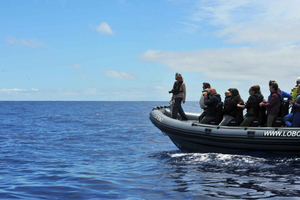 Calheta: Experiência Respeitosa de Vida Selvagem Oceânica de RIB