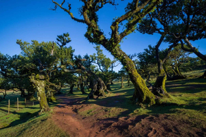 Tour en grupo reducido: bosque de Fanal, Porto Moniz y costa oeste