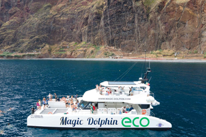 Ab Funchal: Ökologischer Katamaran Delfin-Walbeobachtung