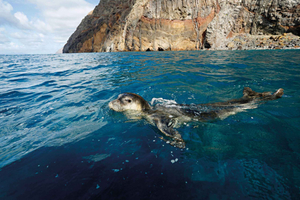 Ab Funchal: Private Katamaran-Tour zu Ilhas Desertas