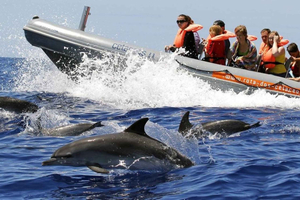 Von Funchal aus: Wale und Delfine beobachten