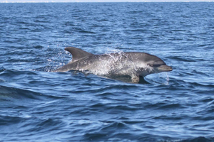 Depuis Lisbonne : une fantastique excursion pour observer les dauphins