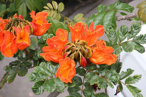 Funchal: A walk in a secret tropical garden