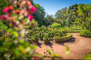 Funchal: Cliffs, Clouds, and Camellias a Tuk-Tuk Experience