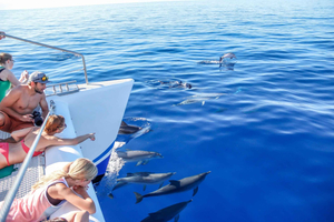 Funchal:Hop-On/Hop-Off-Bus & Wal- und Delfinboot-Ausflug