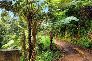 Funchal: tour personalizzabile privato 4x4 dell'isola di Madeira
