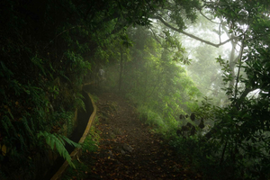 Funchal: Middle Madeira Valley And Mountains Private Tour