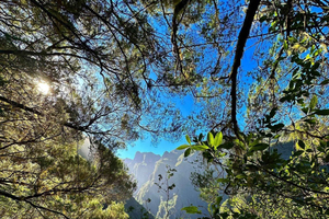 Into the Green Cauldron - Queimadas