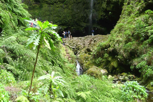Levada Walk und Caldeirao Verde Wasserfälle: Madeira
