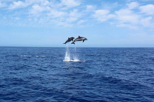 Madeira: 2,5-stündige Whale-Watching-Bootsfahrt mit Delfinbeobachtung