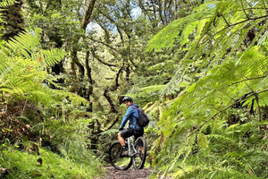 Madeira Easy Levada Biking Tour – Scenic & Relaxed