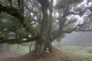 Madère : Randonnée guidée dans la forêt de Fanal