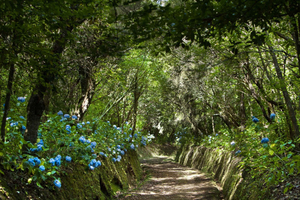 Madeira: tour guidato a piedi della foresta di alloro di un'intera giornata