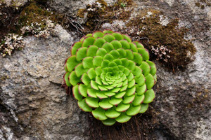 Isola di tour botanico – Flora endemica e famosi fiori selvatici