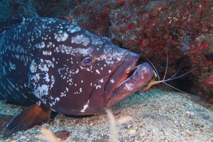 Madeira: National Marine Reserve 2-Dive Trip