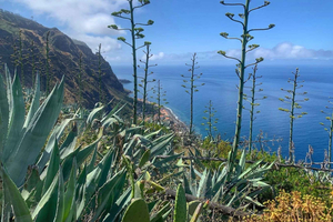 Madeira: Paul do Mar Guided Hike