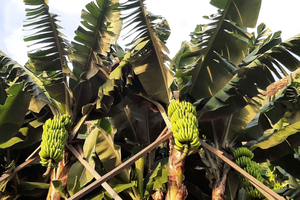 Ponta do Sol: Guided tour of the banana plantations by a local