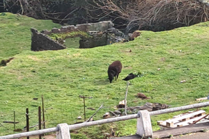 MADEIRA ORIENTAL: Picos, caminhada na floresta, telhados de palha, fábrica de rum
