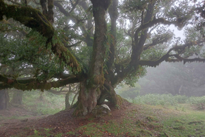 Madeira: Caminhada guiada na Floresta do Fanal