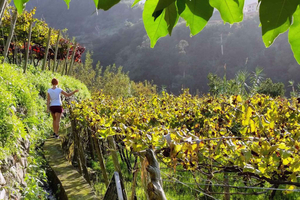 Au départ de Funchal : visite d'une jounée des vins de Madère avec déjeuner