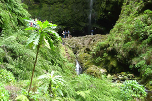 Promenade de Levada et chutes d'eau de Caldeirao Verde : Madère