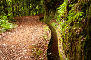 Madeira: PR 18 – Levada do Rei vandretur med transport og vært
