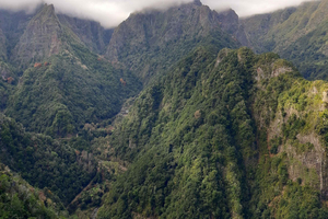 Madeira: Privat vandretur på 1,5 km på Levada dos Balcões PR11