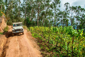 Madeira: Wine Safari Jeep Tour com guia local