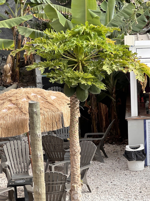 Maresia Beach Club