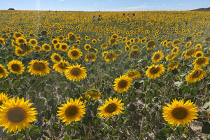 From Madrid - Day trip to Sunflower Fields and Burgos
