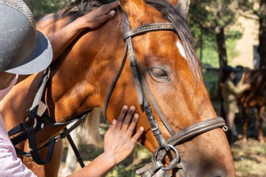 Horseback ride through a natural park in Madrid