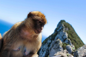 From Malaga: Full-Day Trip to Gibraltar